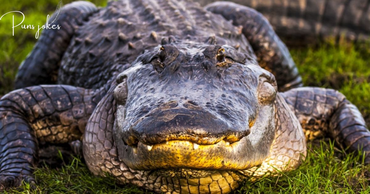 Hilarious Alligator Jokes