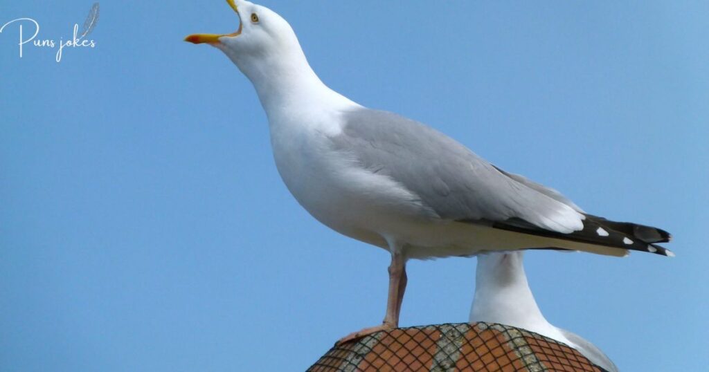 Hilarious Jokes About Seagulls