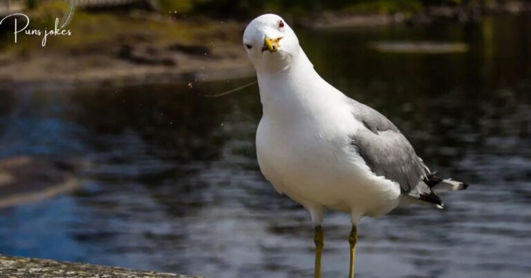 Hilarious Jokes About Seagulls