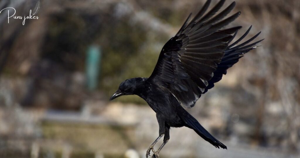 60+Hilarious Jokes About Crows That Will Make You Laugh Out Loud

