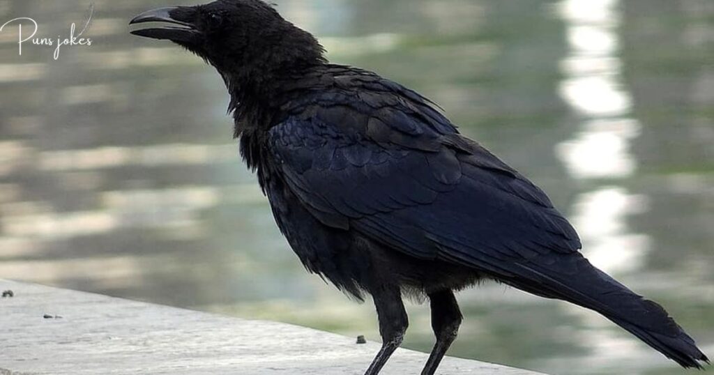 60+Hilarious Jokes About Crows That Will Make You Laugh Out Loud
