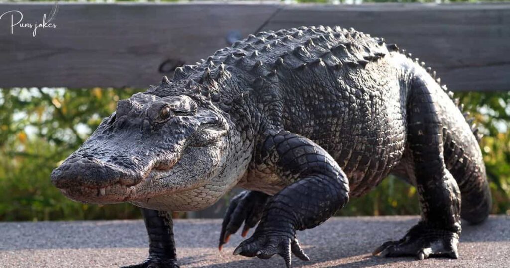  alligator start a gardening club