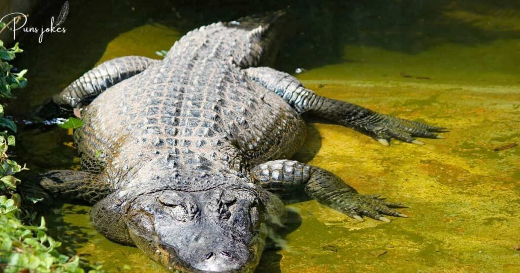  alligator that plays the guitar