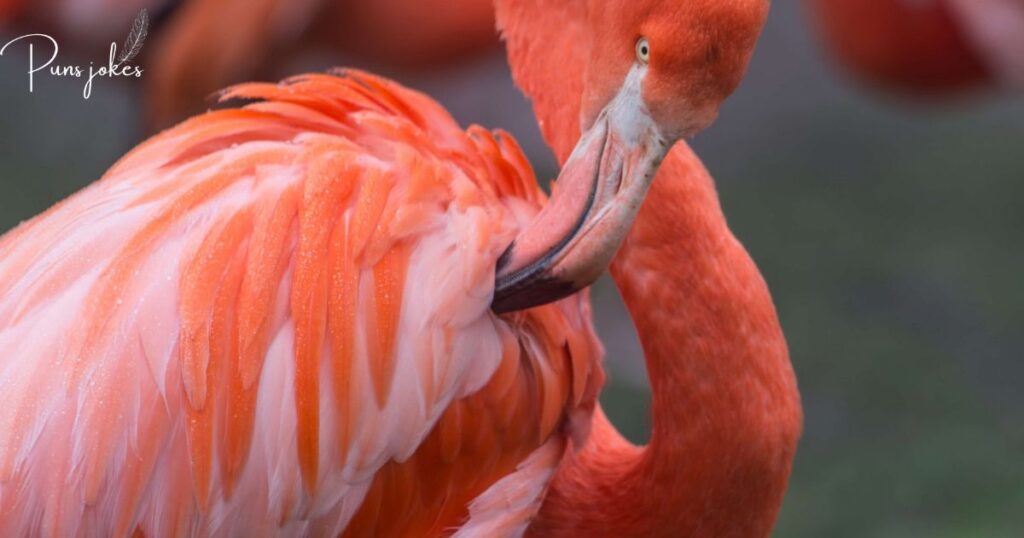 flamingo become a motivational speaker