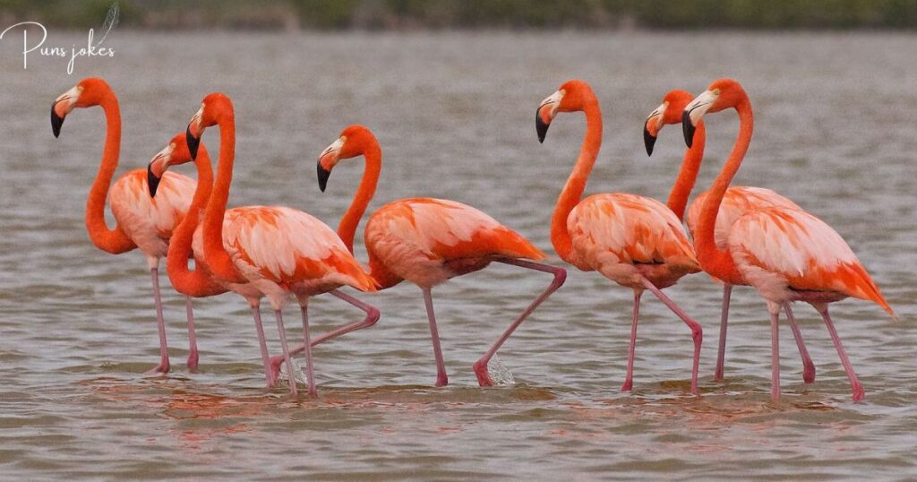 flamingo end a love