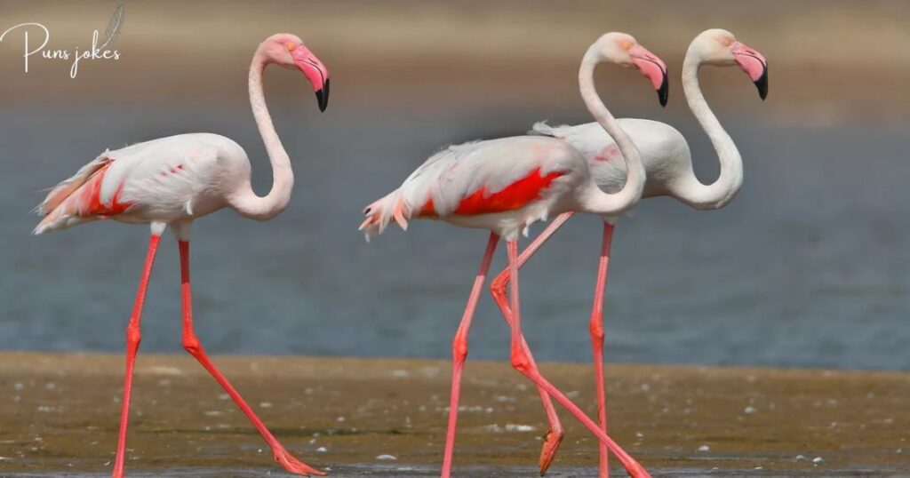  flamingo-tastic way