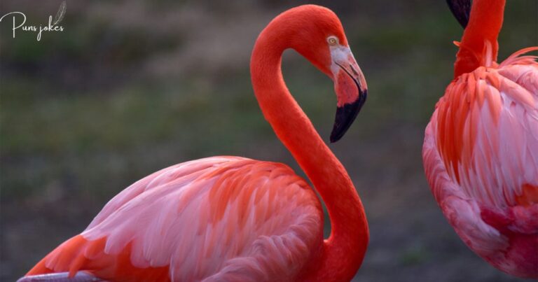 Why Are Flamingos Pink Jokes